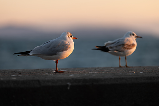 Seagulls are walking near by sea at sunset.
