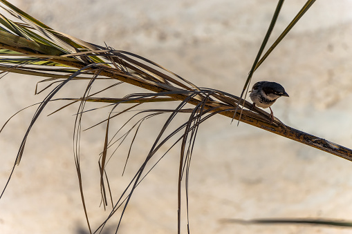 A Sparrow living in the desert. Morocco