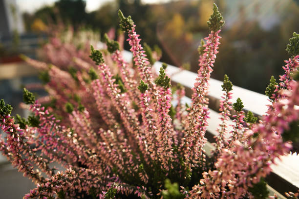 istock Pink heather plant growing outdoors on a balcony in sunlight 1932999087