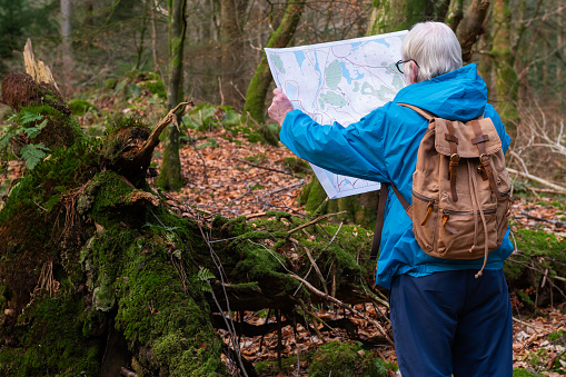 Retired man checking his map while standing in woodland in a rural location in Scotland on a winter day
