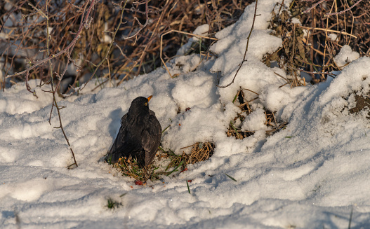 Black bird in frosty snowy day with snow and cold bushes
