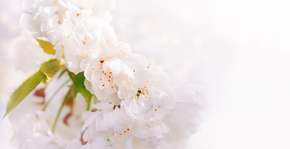 Blooming fruit tree flowers close up with bokeh and copy space. Beautiful spring background, banner. Nature, freshness, naturalness in everyday life. Spring flowers.
