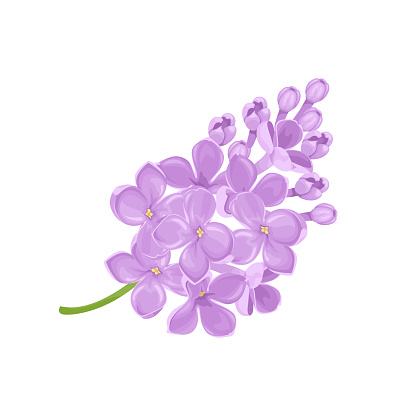 Lilac flowers icon. Vector cartoon illustration of Lilac branch.