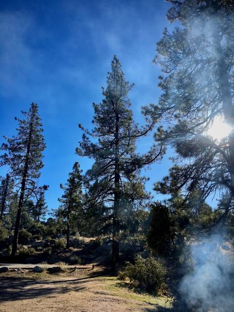 Wilderness Shot Of Trees