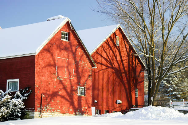 fienili rossi del vermont nella neve in una luminosa giornata di sole - vermont farm dairy farm agricultural building foto e immagini stock