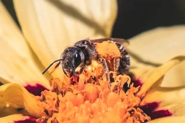 Frontal view of a native small dark metallic Halictus Sweat Bee with large pollen baskets and striped abdomen pollinating and feeding on a flower.