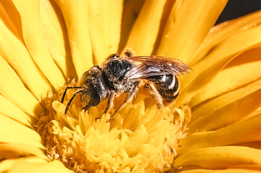 Close up of a native tiny dark metallic Halictus Sweat Bee with striped abdomen pollinating and feeding on a yellow calendula flower. Long Island, NY