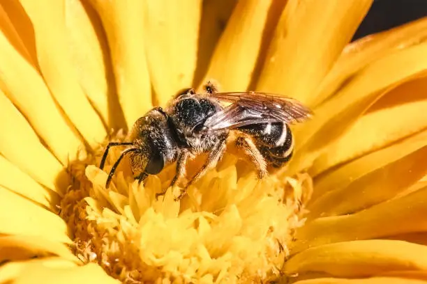 Close up of a native tiny dark metallic Halictus Sweat Bee with striped abdomen pollinating and feeding on a yellow calendula flower. Long Island, NY