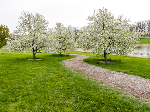 Blossoming apple orchard in spring and blue sky. Retro filtered. Instagram effect. Ukraine, Europe. Beauty world.