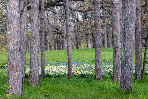 Daffodils and Virginia Bluebells in a grove of pine trees