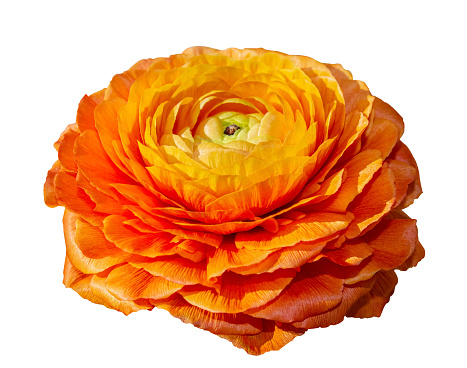 Orange ranunculus asiaticus buttercup flower isolated on white background. Object with clipping path.