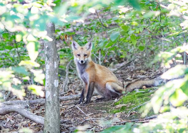 istock Red Fox Sitting in the woods 1933062959