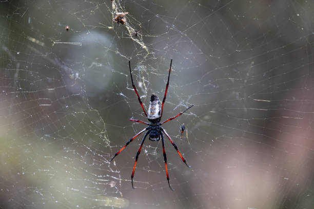 istock Golden Silk Orb-Weaver Trichonephila Nephila inaurata 1933075888