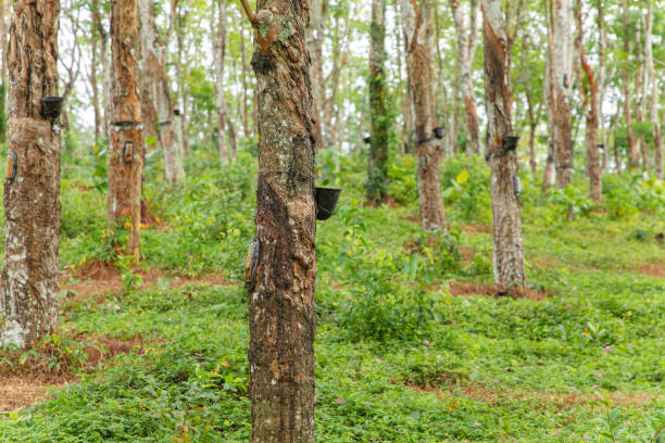 istock Enchanting Rubber Tree Grove in Sri Lanka 1933077442