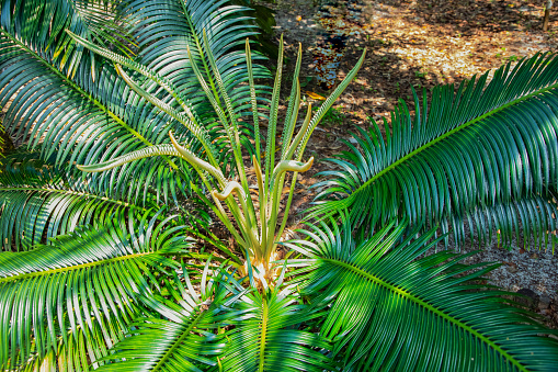 Cycas Revoluta plant young shoots of palm leaves grow up in garden traditional plant for Madagascar