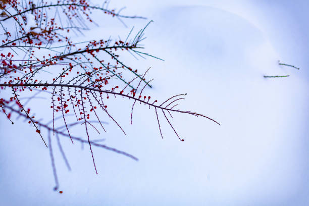 istock Bush with red berries in a snowdrift. Winter Winter scene. Selective Focus. 1933081071