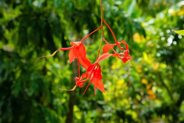 Amherstia nobilis (Noble Amherstia) flower, with lush foreground plants in perfect focus close-up of vibrant. bright scarlet long thin flower on green natural background