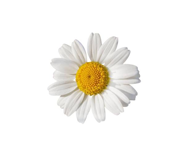 istock White Daisy Flower isolated on white background. Object with clipping mask. 1933090453