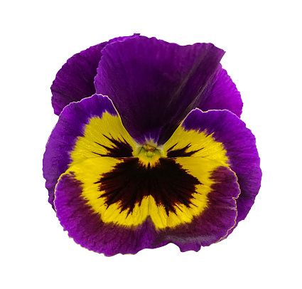 Beautiful Purple and yellow Pansy flower. The Pansy, Viola wittrockiana Flower, type Matrix Yellow Purple Wing, closeup isolated on white background. Close-up Object with clipping path.
