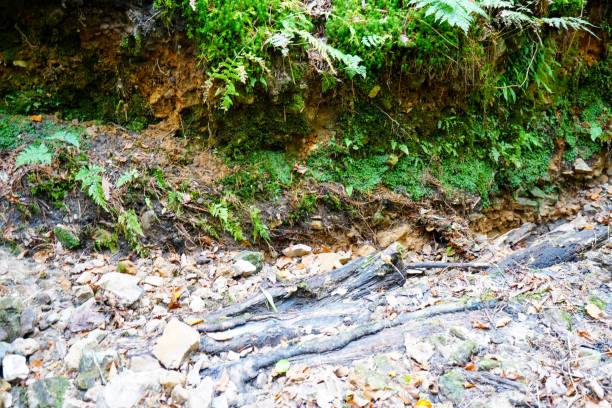 istock Low angle close view of a small path in woodland 1933093625