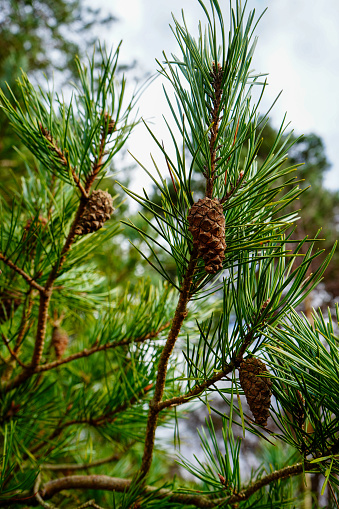 A picture of two pine cones on a white background.