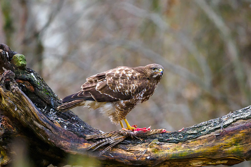 A Common Buzzard (Buteo buteo) perched on a branch, feeding on a pheasant