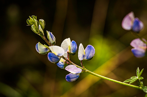 Blue flower of a lupinus montanus, also known as chickpea. It is a plant native to the mountainous areas of Mexico and part of South America. Photo taken in El Chico National Park.