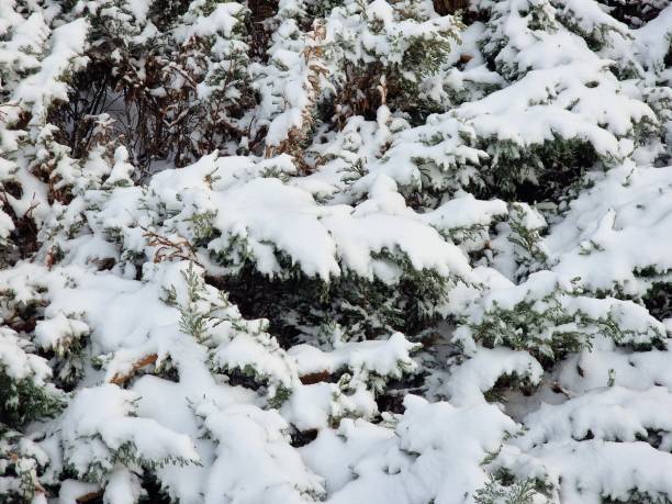 istock snow lies on pine branches in winter 1933134719