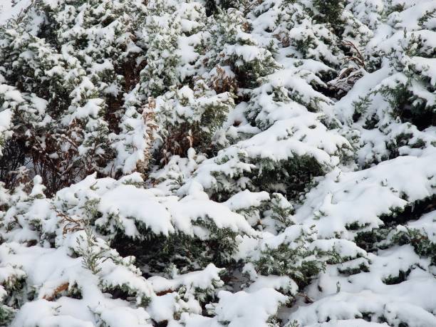 istock snow lies on pine branches in winter 1933135271