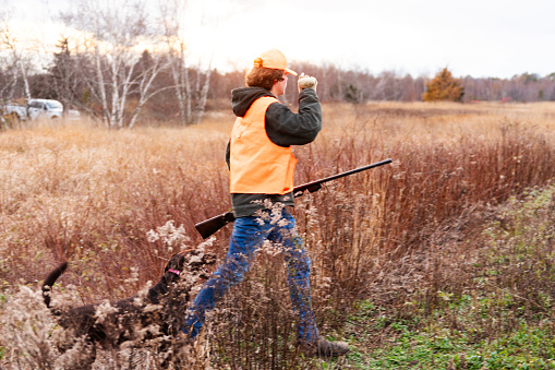 Hunting pheasants in the autumn.  A teenaged hunter where regulation blaze orange hunting pheasants in  garsslands.