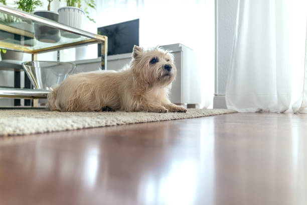 istock The dog is resting on the floor 1933143744