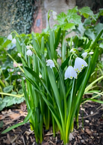 Leucojum aestivum
Summer Snowflake, Loddon lily, snowdrops. Tall white bulb flower, winter flower, close up.