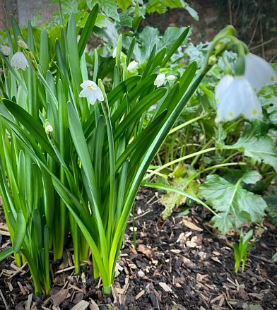 Leucojum aestivum
Summer Snowflake, Loddon lily, snowdrops. Tall white bulb flower, winter flower, close up.