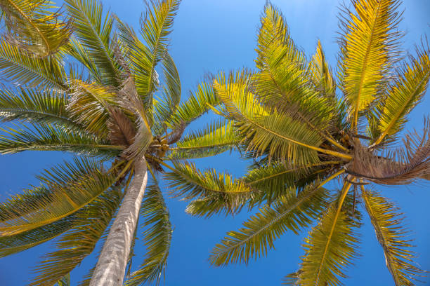 istock The group of the palms on the sky background 1933154724