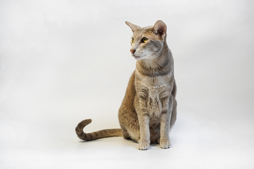 Oriental gray cat on white background
