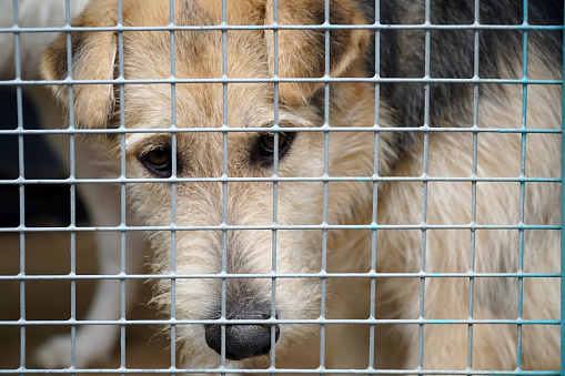 the homeless dog behind the bars looks with huge sad eyes with the hope of finding a home and a host