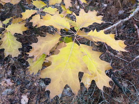 young oak tree in the autumn forest