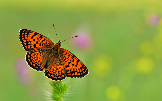 Beautiful butterfly and spring background. Horizontal composition with copy space.