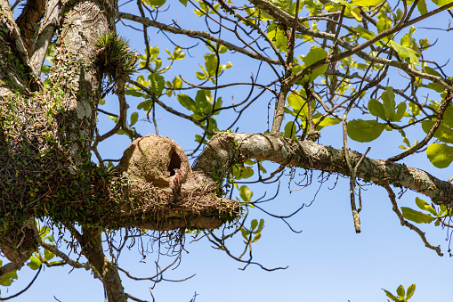 Joao de barro bird nest in a tree