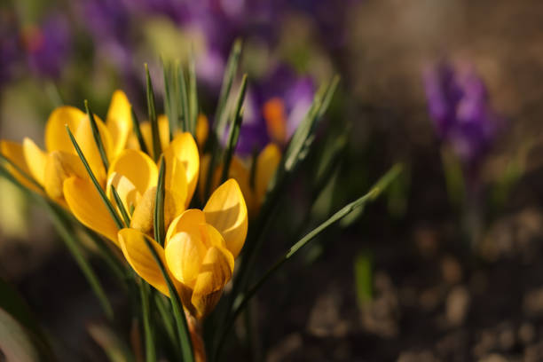 Violet Crocus in early spring. Crocus Iridaceae. Iris Family. Honey Bee sits on a Purple crocus field flower. Early Spring time background. Magic blooming spring flower. Honey Bee collecting pollen