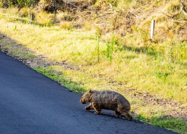 istock Wombat crossing the road, Kangaroo Valley 1933187809