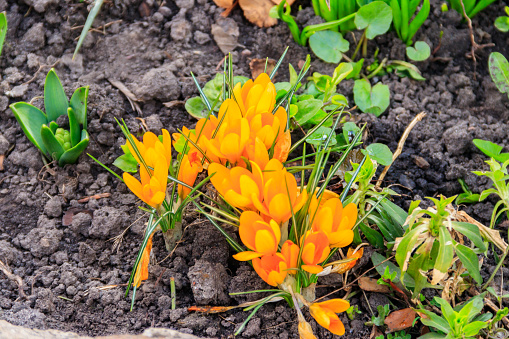 Riot of orange in spring tulips. Dallas Arboretum.
