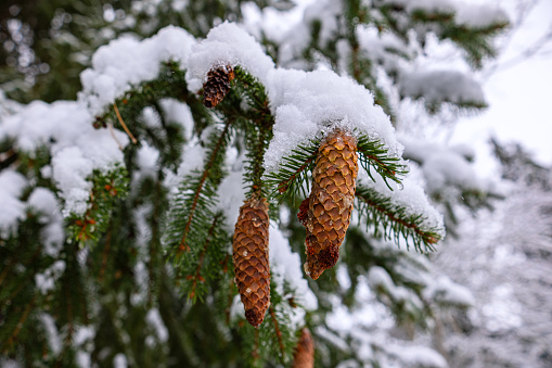 Spruce branch with beautiful cones under the snow. Cones hanging on a branch on a snowy winter day.