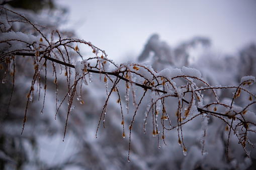 The branches of tree bent under the weight of the adhering snow. Branches of shrubs with yellow leaves bend under the snow. Beautiful winter nature.