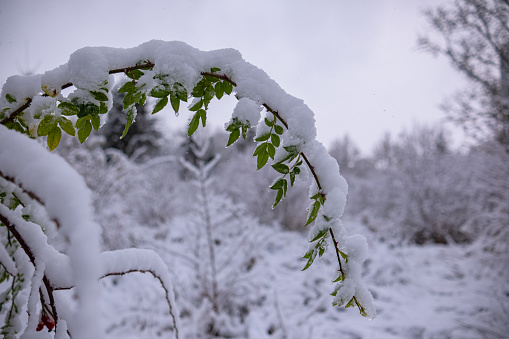 Hawthorn tree with fruits with adhering snow. The branches of the Hawthorn bent under the weight of the snow and bright red fruits. Common hawthorn (Crataegus monogyna) in winter.