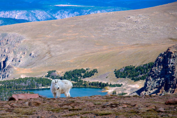 Portrait of a Mountain Goat on the Beartooth Highway.
