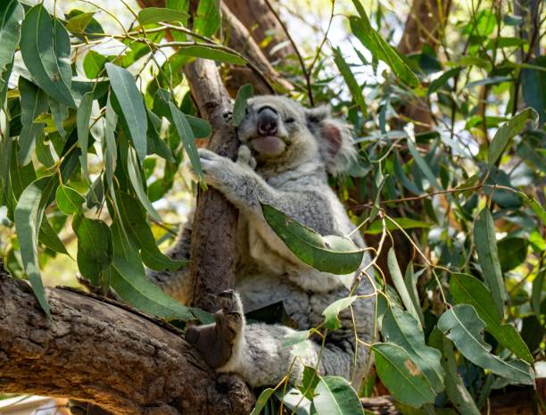 istock Close up of koala 1933210413
