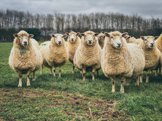istock Flock of sheep 1933216647
