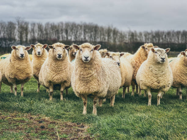 Flock of sheep stock photo