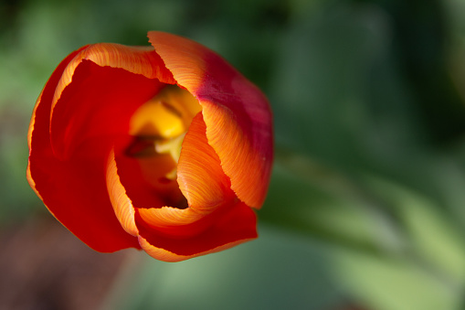 Orange-yellow double tulips bloom in the garden on a green natural background. Spring flowers. Rare variety of tulips